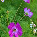 Cosmos bipinnatus 'Candy Stripe'
